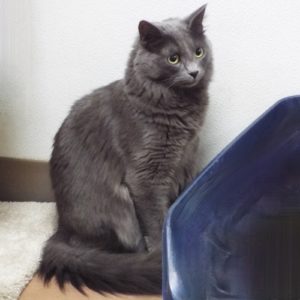 Picture of Milu