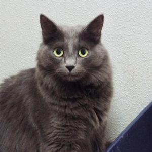 Picture of Milu