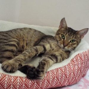 Picture of Ming
