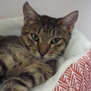 Picture of Ming