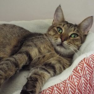 Picture of Ming
