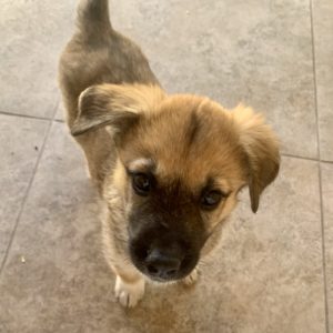 Picture of Nova