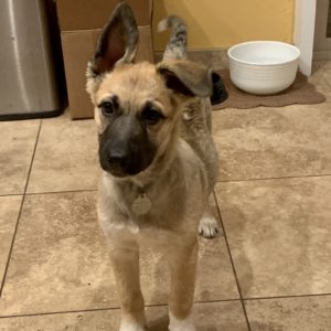Picture of Nova
