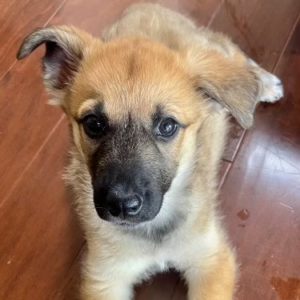 Picture of Nova
