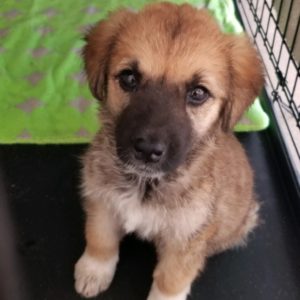 Picture of Nova