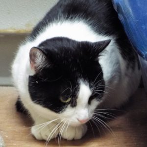 Picture of Oreo