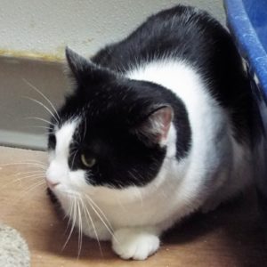 Picture of Oreo