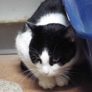 Picture of Oreo