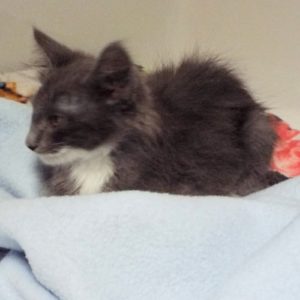 Picture of Pandora