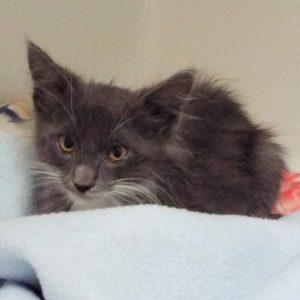 Picture of Pandora