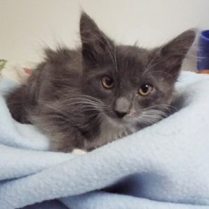 Picture of Pandora