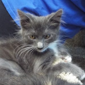 Picture of Pandora