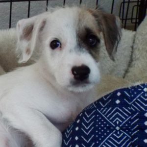 Picture of Patches