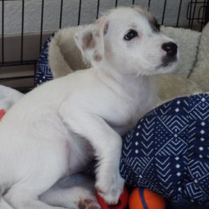 Picture of Patches
