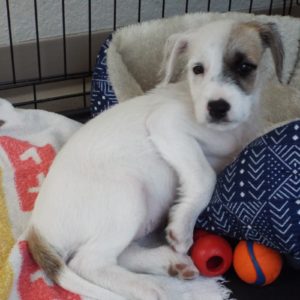 Picture of Patches
