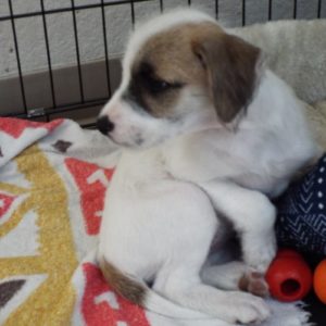 Picture of Patches