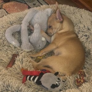 Picture of Pippin