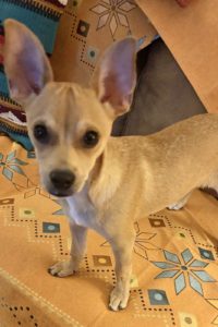 Picture of Pippin