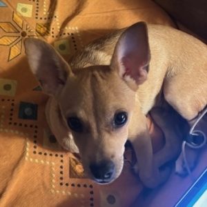 Picture of Pippin