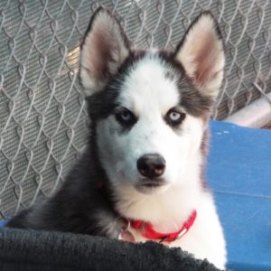 Picture of Rocket