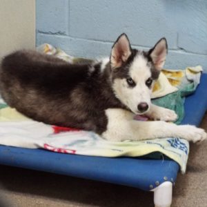 Picture of Rocket