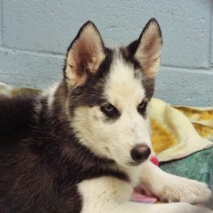 Picture of Rocket