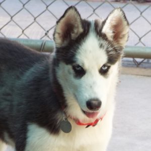 Picture of Rocket