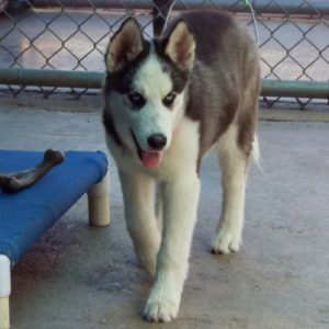 Picture of Rocket