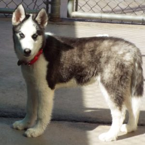 Picture of Rocket