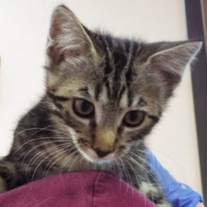 Picture of Roku