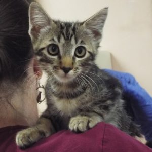 Picture of Roku