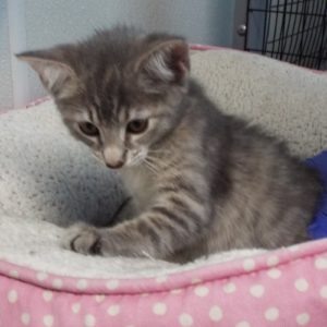 Picture of Rosemary
