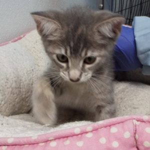 Picture of Rosemary