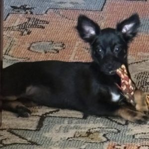 Picture of Sasha
