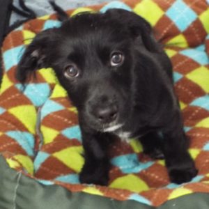 Picture of Sprout