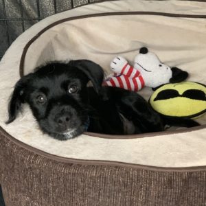 Picture of Sprout