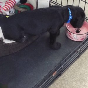 Picture of Sprout