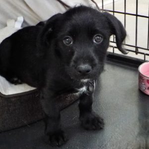 Picture of Sprout