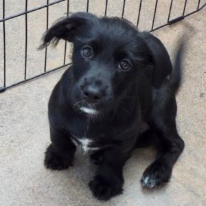 Picture of Sprout
