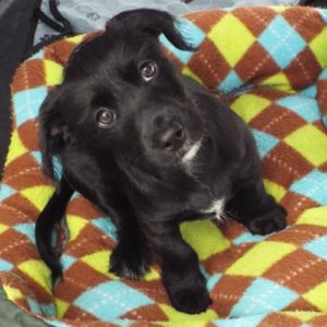 Picture of Sprout
