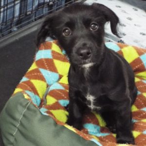 Picture of Sprout