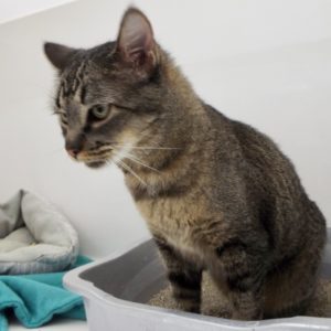 Picture of Tabby