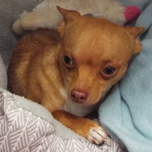 Picture of Taco