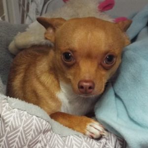 Picture of Taco
