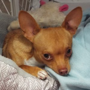 Picture of Taco