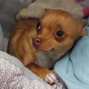 Picture of Taco