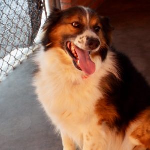 Picture of Tawny Bon