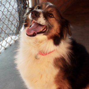 Picture of Tawny Bon