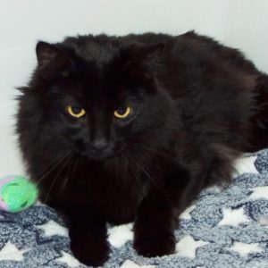 Picture of Tigger
