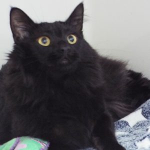 Picture of Tigger
